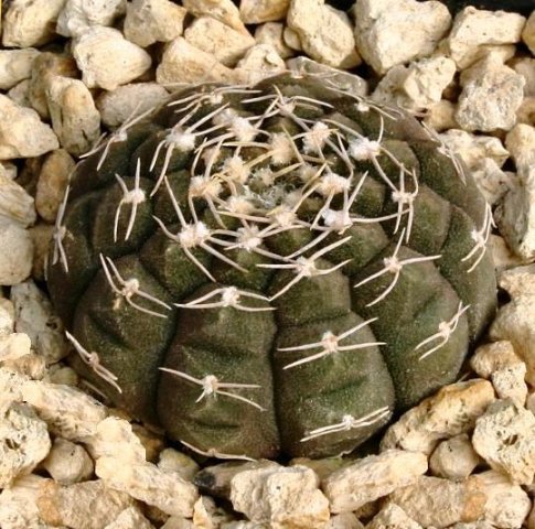 Gymnocalycium_ragonesii